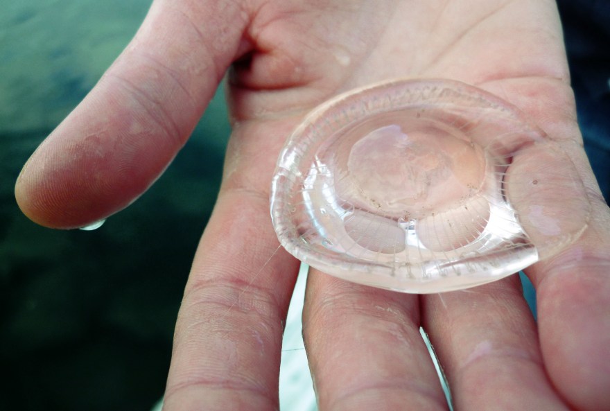 P1010634 Jellyfish 2009